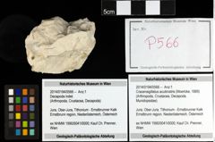 Foto (Objekt + Etiketten) von Cracensigillatus acutirostris (Moericke, 1889) 